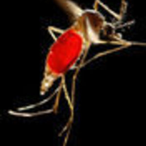Study contributes to effort searching for ways to control mosquito-transmitted illnesses
