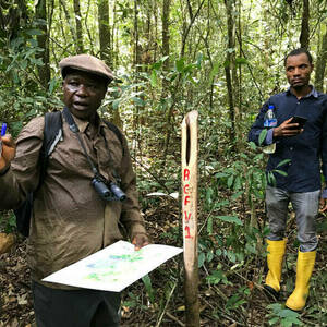 Using forest resources strengthens food security, study finds